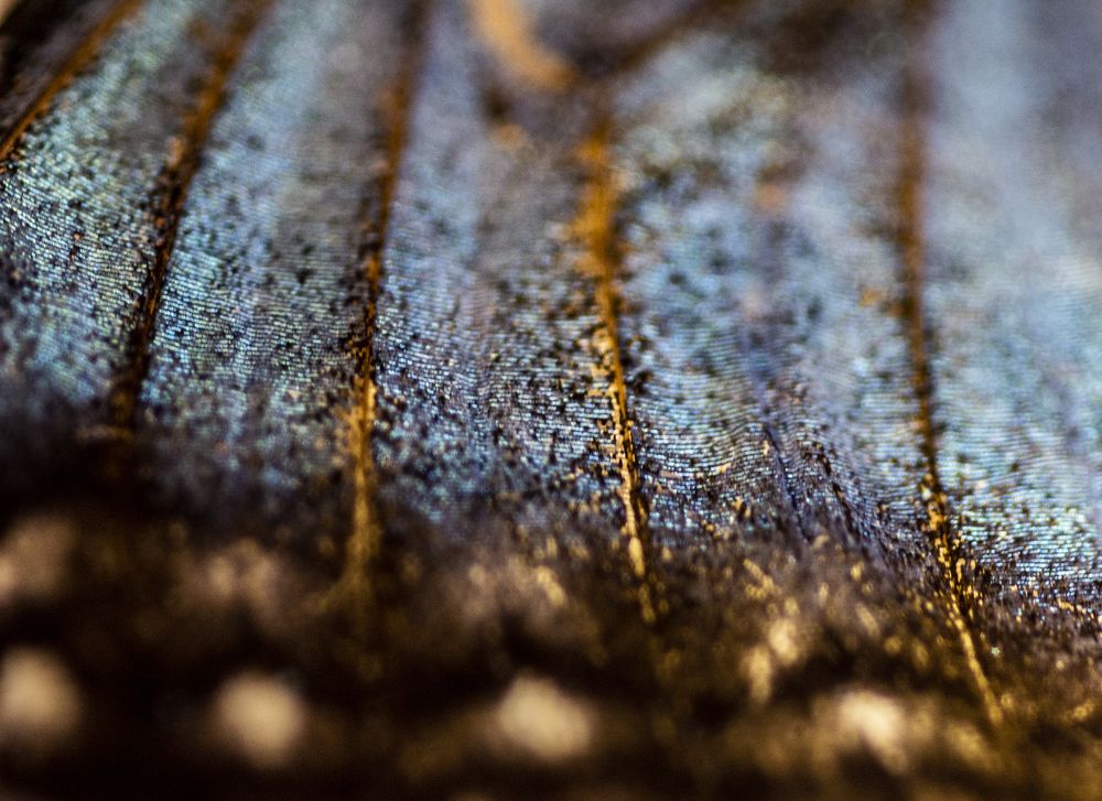 Photograph by Виктория Гунько