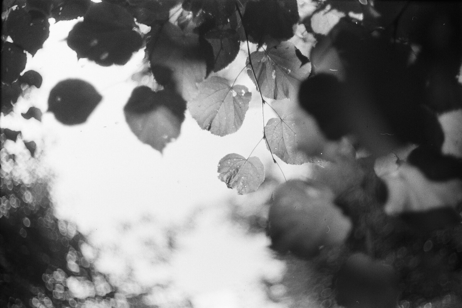Photo #7452667