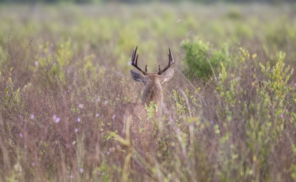 Photograph by Adrian de  la Paz