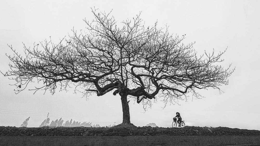 Cây bàng cô đơn