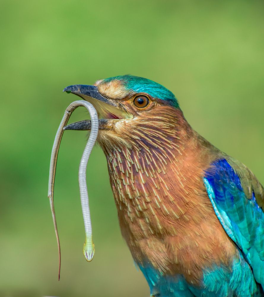 Photograph by Arnab Mondal