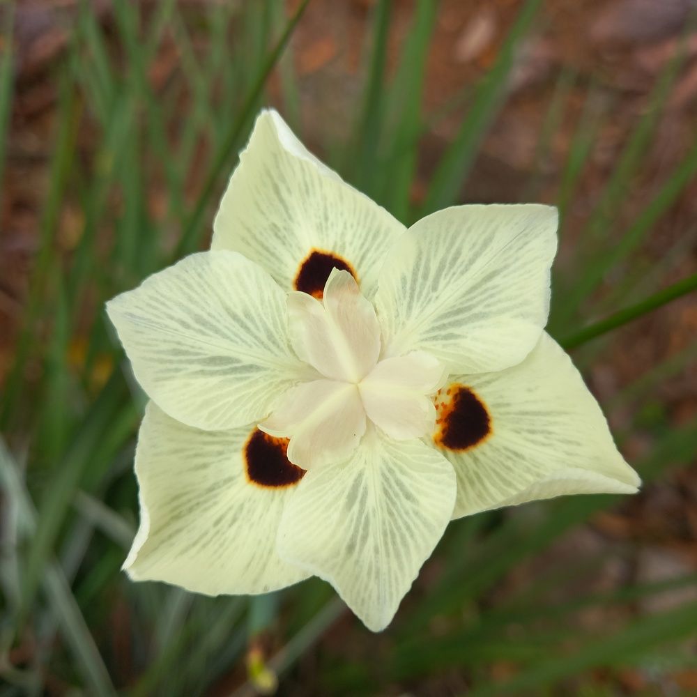 Photograph by Thilantha Abeysinghe