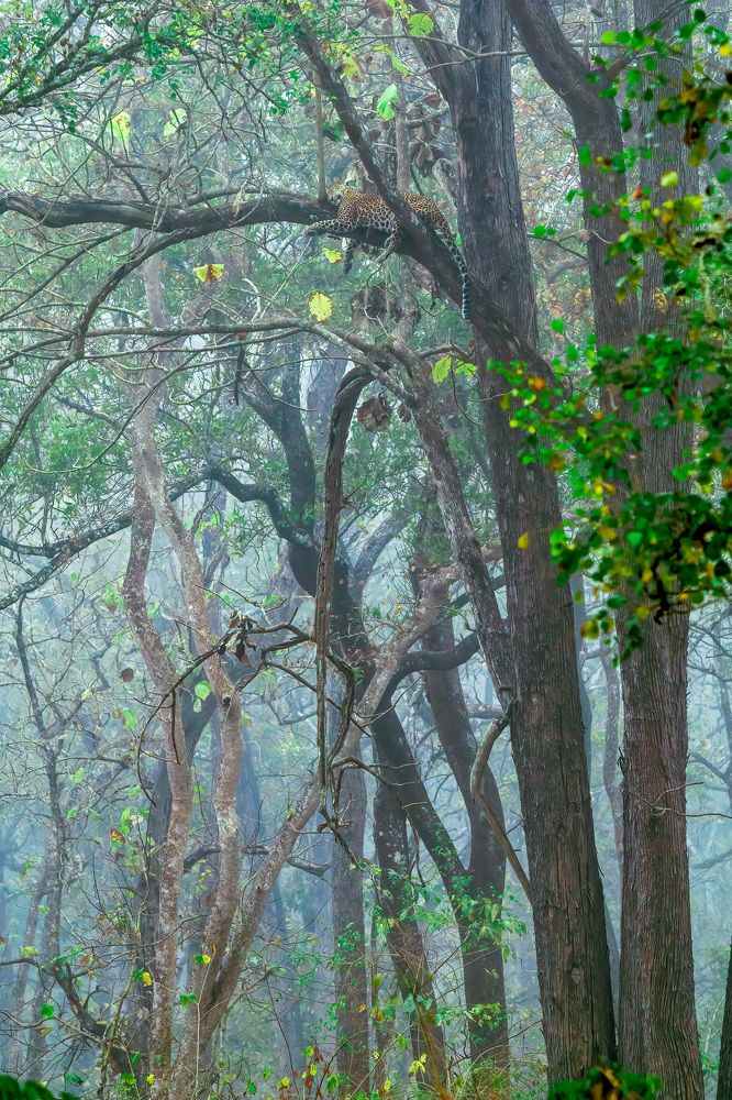 Sad Mother on the tree