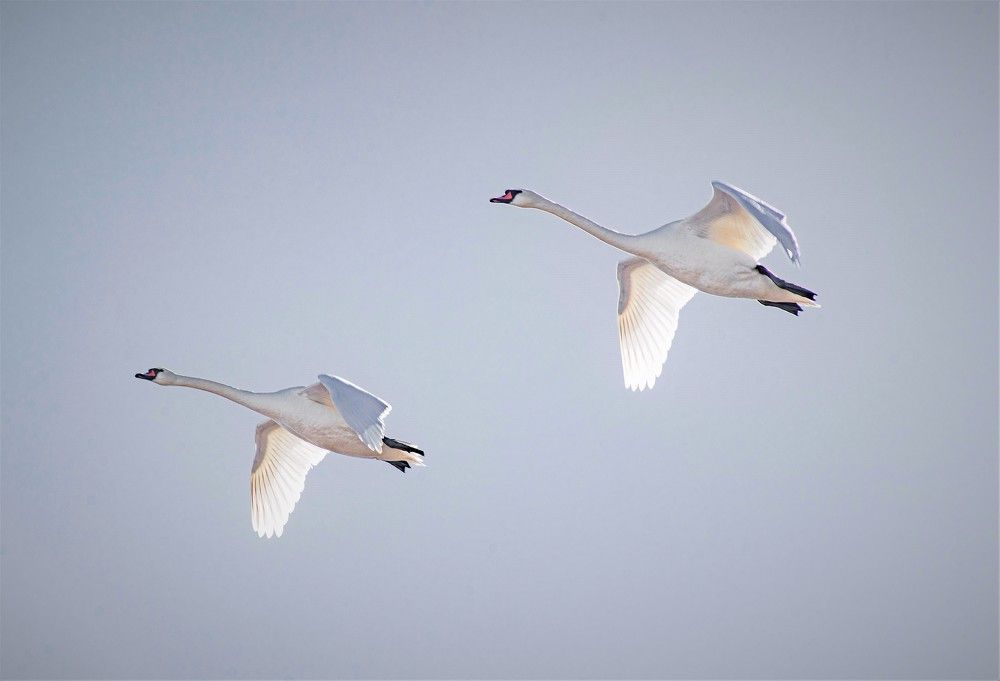 Лебеди в полёте.