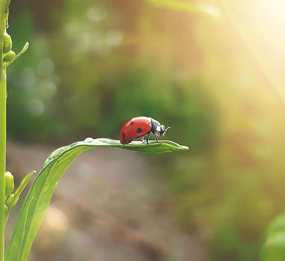 Seven Spot Lady Bird ?