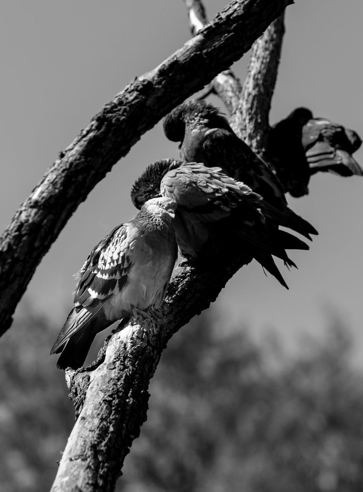 Photograph by Михаил Бове