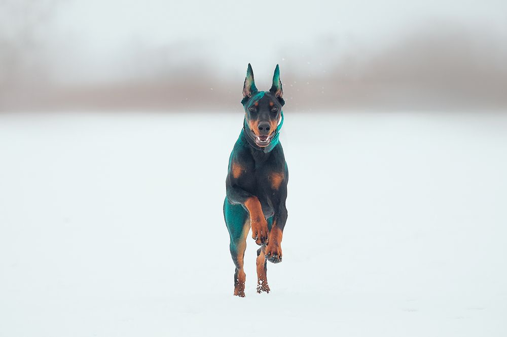 Photograph by Анна Григорьева