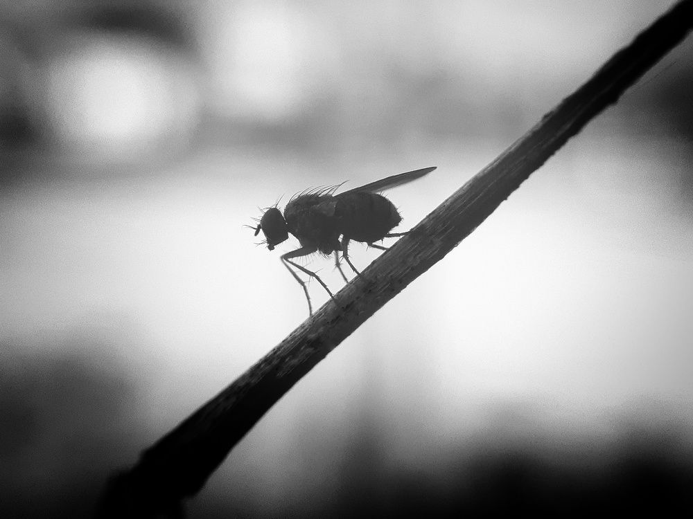 Photograph by Amrit Kandel