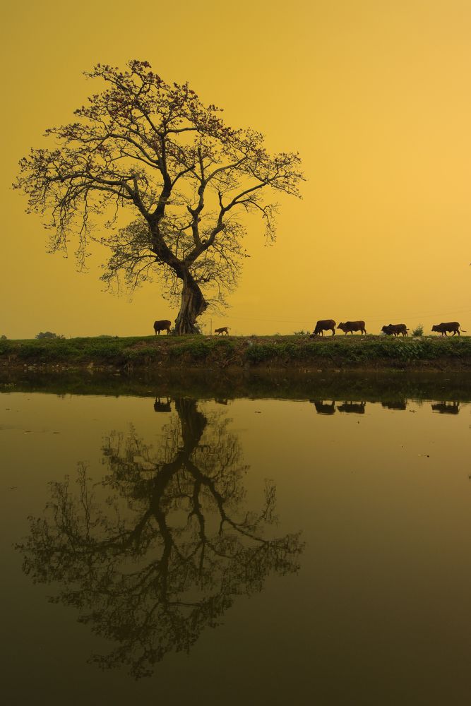 Photograph by long dương