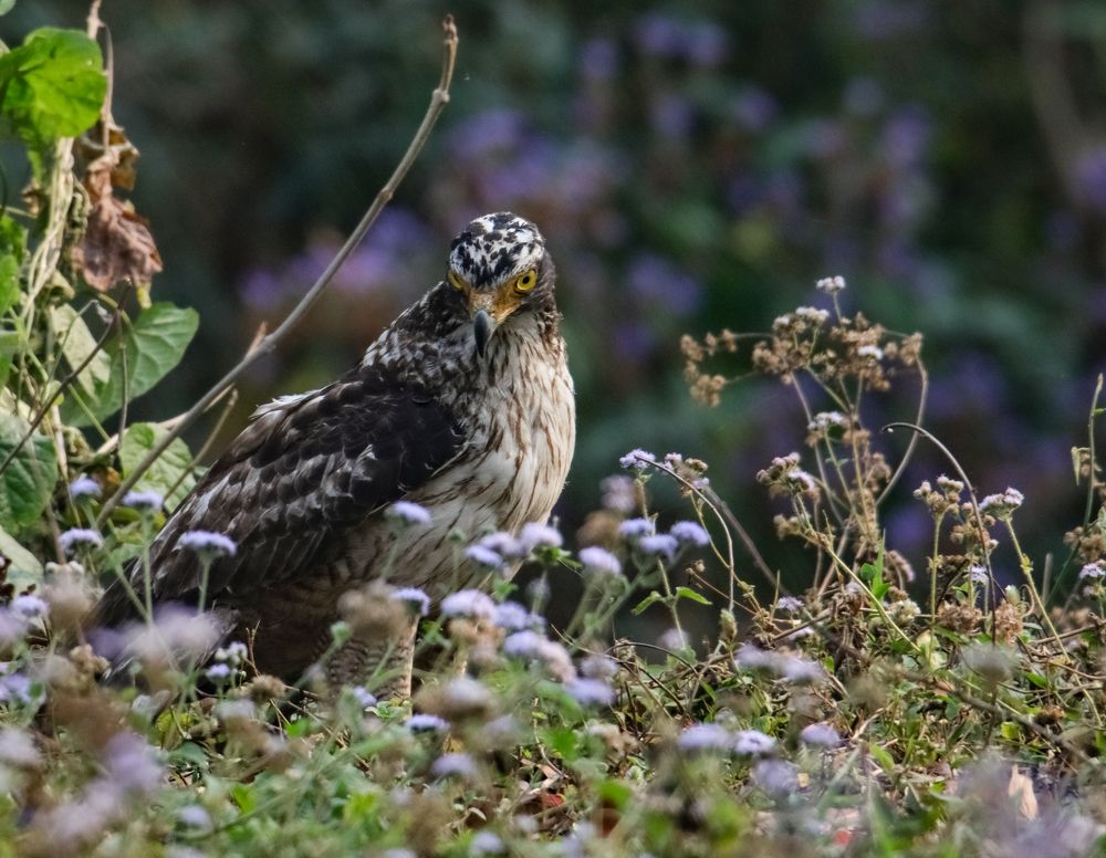 Crested Serpent Eagle