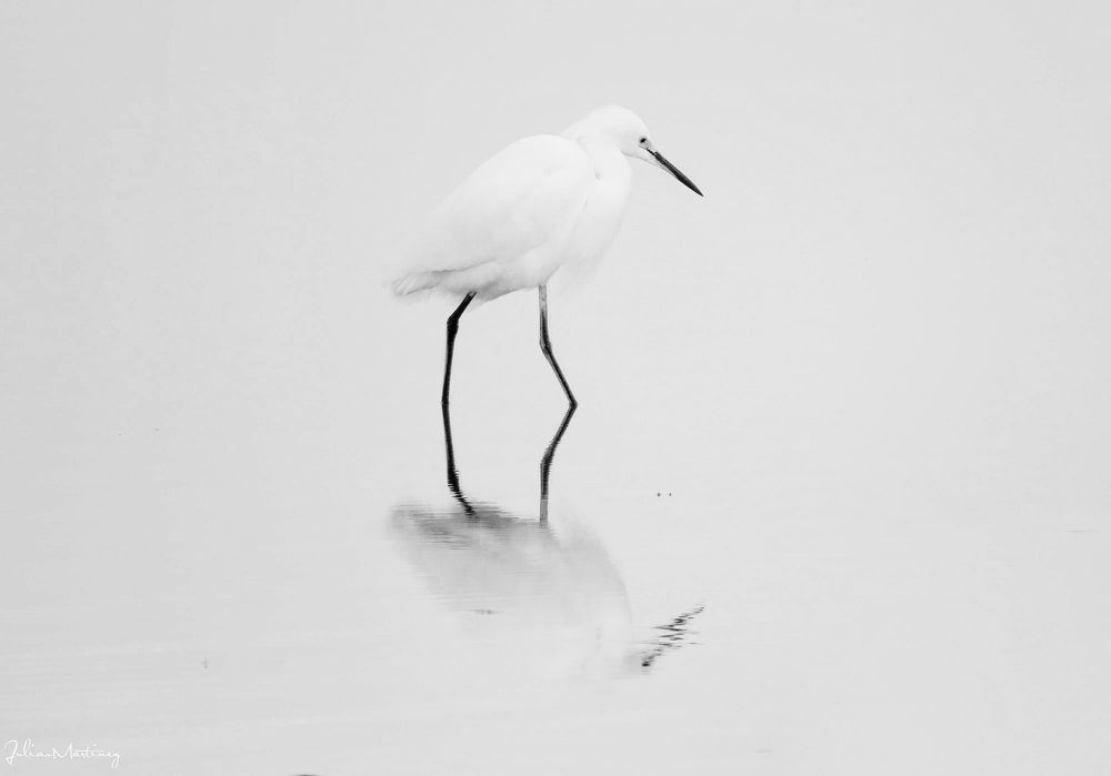 Egret