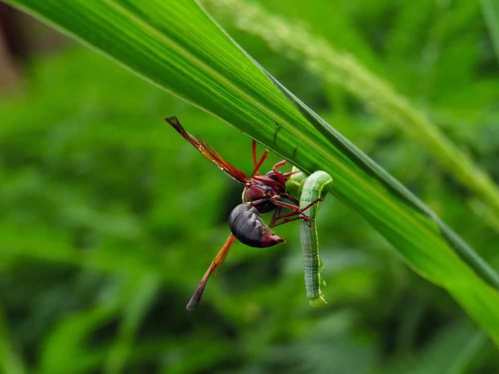 Photograph by Luzanio Moreira