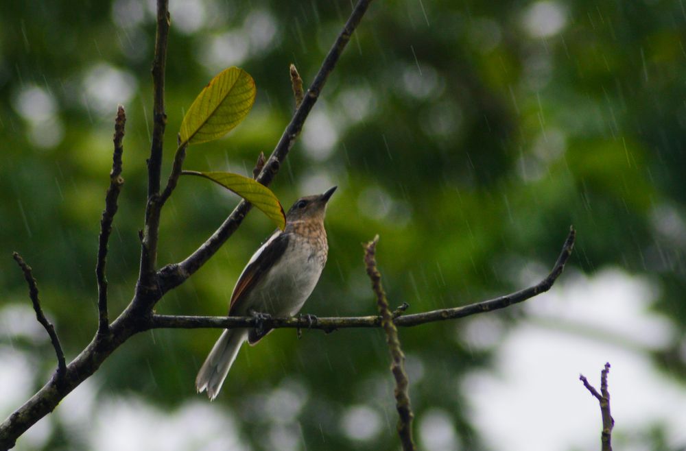 Photograph by Tanbin Farazi