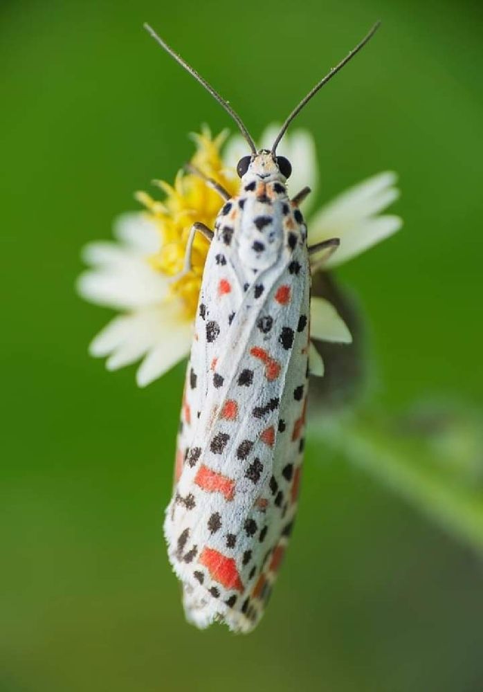 Salt and Pepper Moth (Utetheisa lotrix)