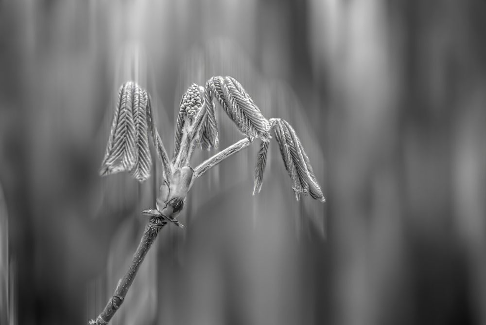 Photograph by Armando de la Usada