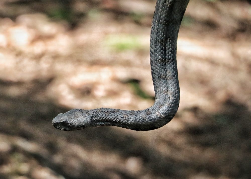 Photograph by Firdous Parray