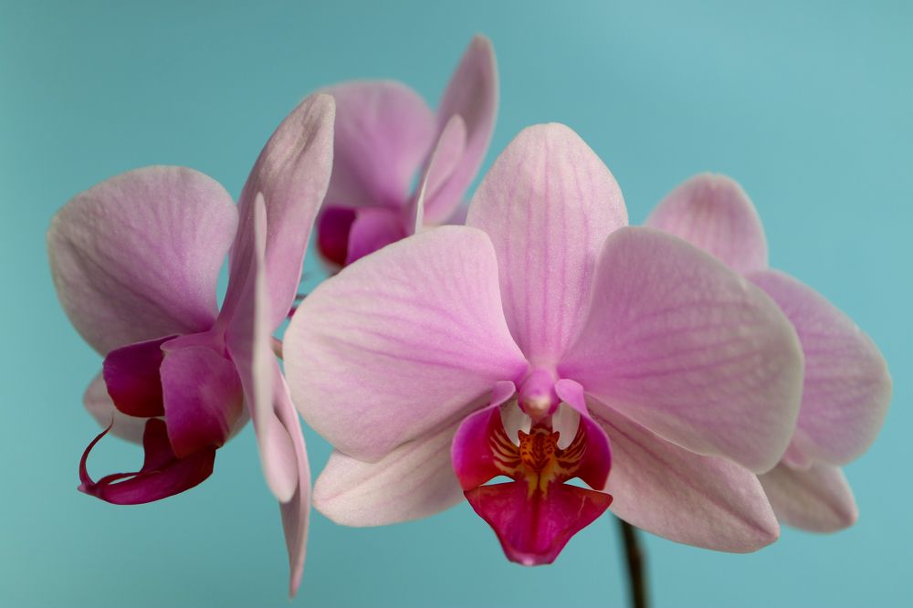 Pink Orchid With Delicate Petals