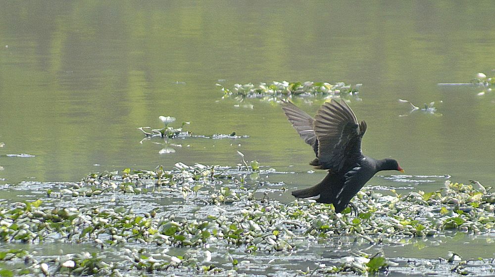 SPEEDING OFF TO END OF RUNWAY