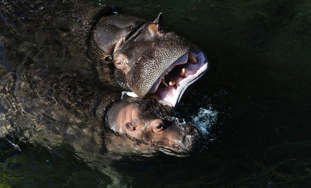 Quand les Hippopos s'amusent !!