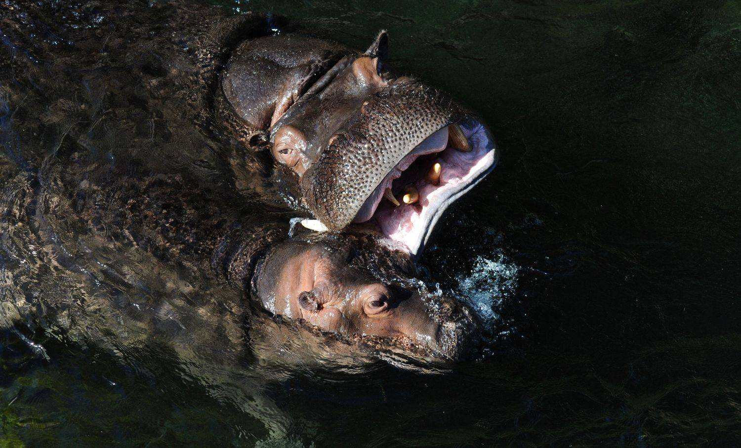 Quand les Hippopos s'amusent !! Quand les Hippopos s'amusent !!