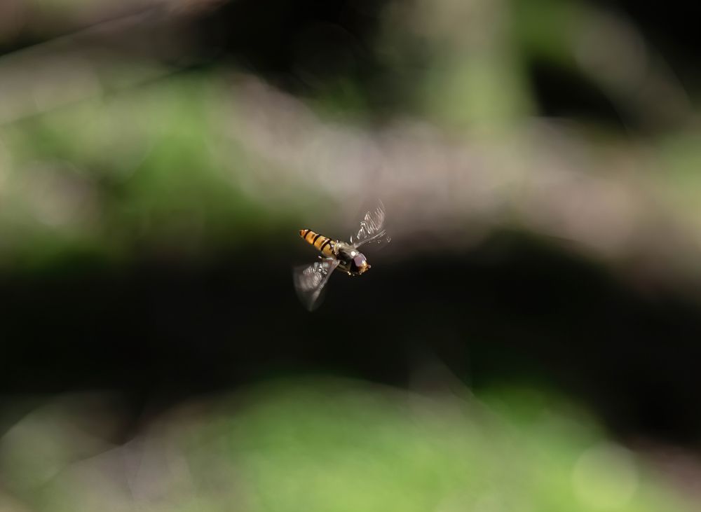 Hover fly in motion