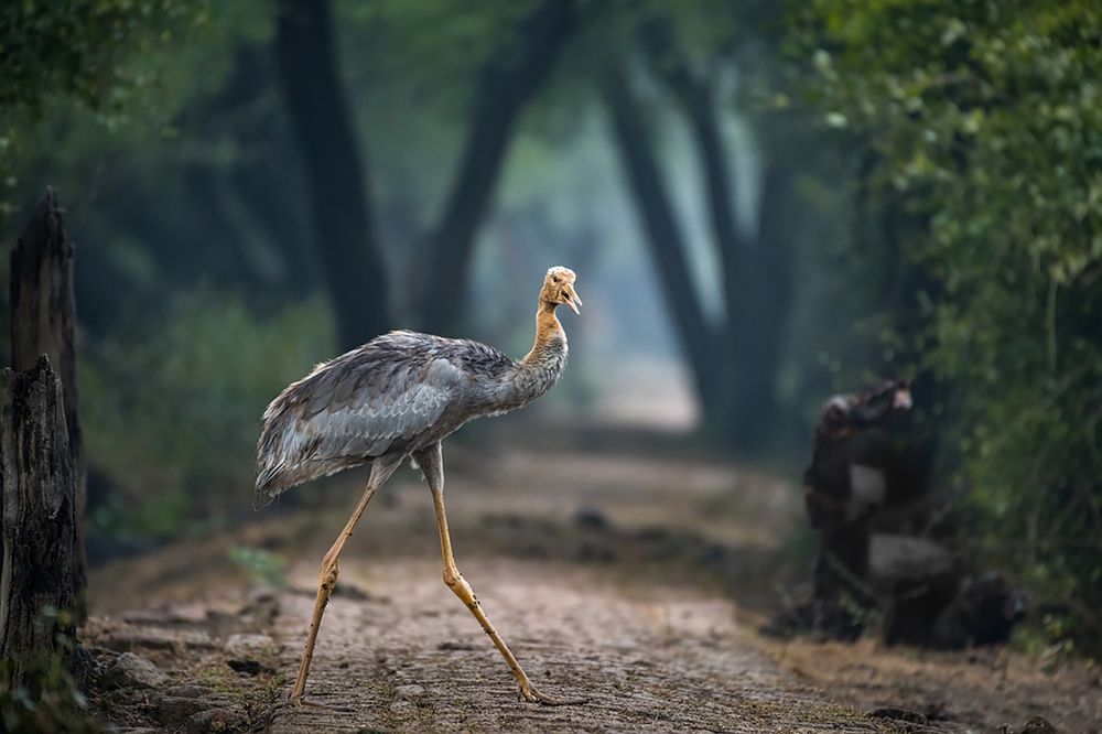 Photograph by Amish Changela