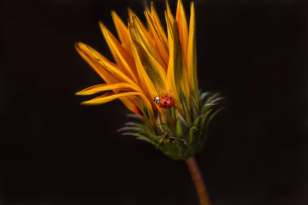 Photograph by Екатерина Топорова