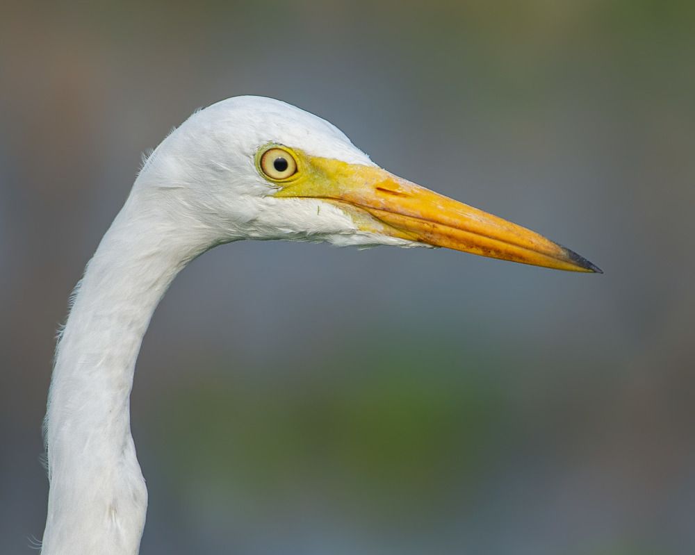 Photograph by Pinak Paul