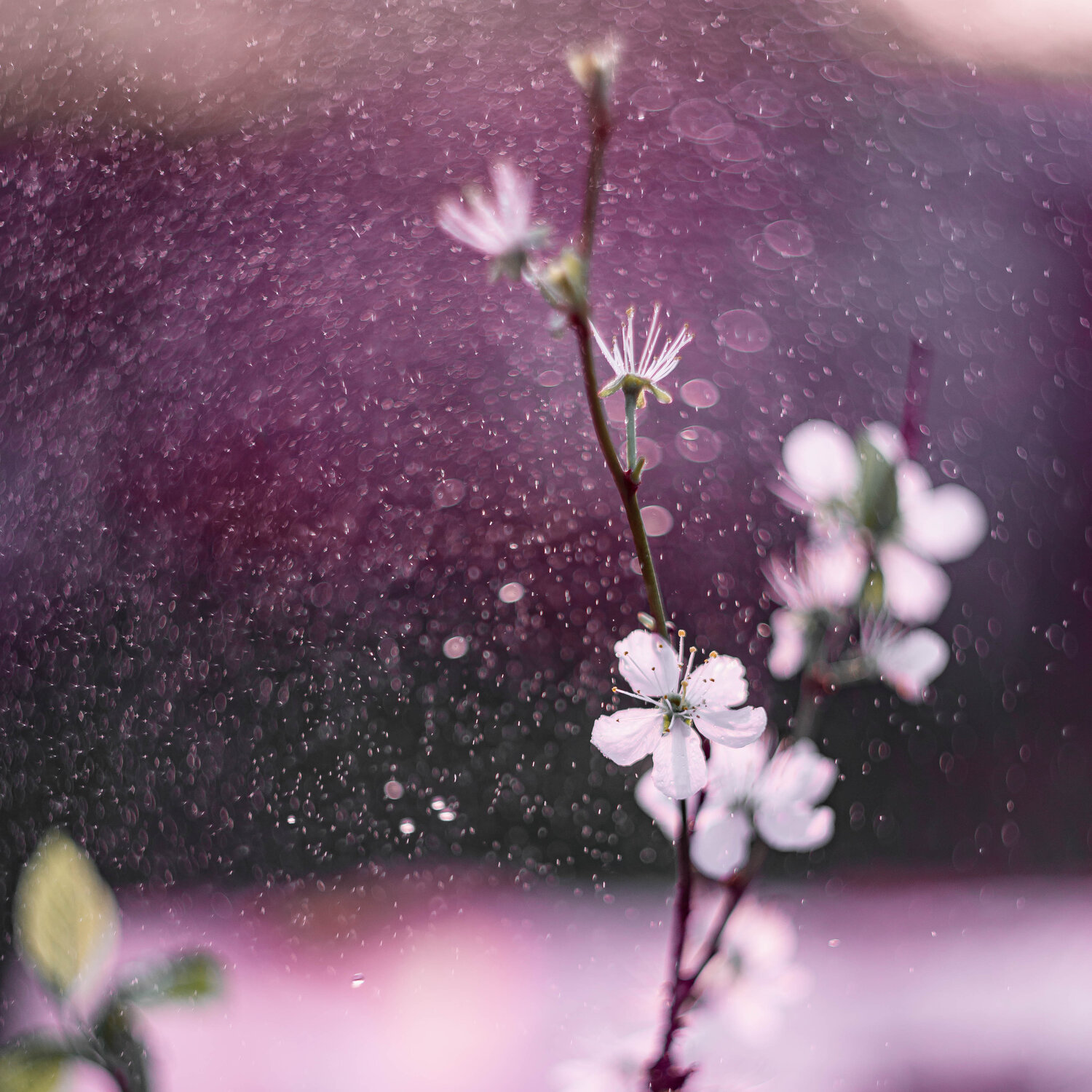 Photo #7456409