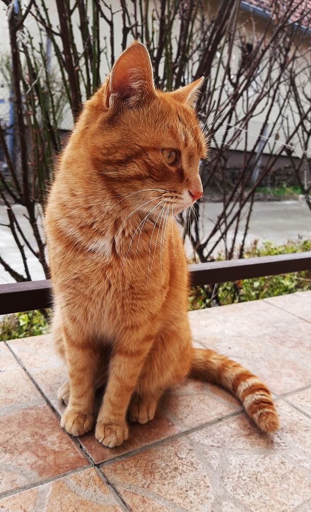 Фотография автора Kreculj Dejan