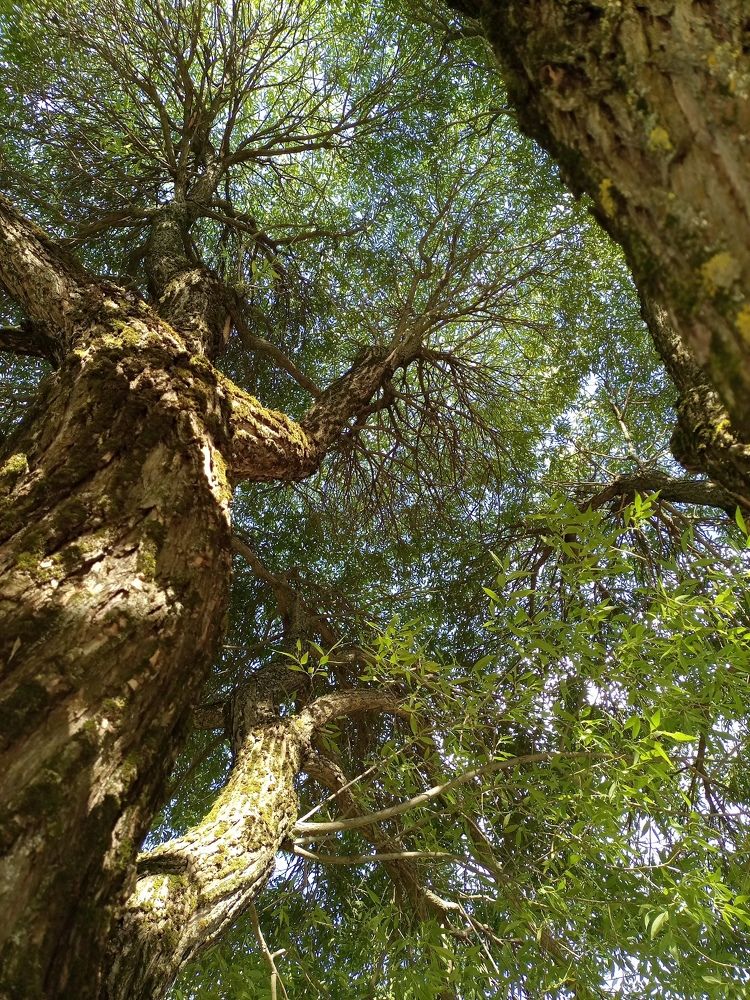 Photograph by Станислава