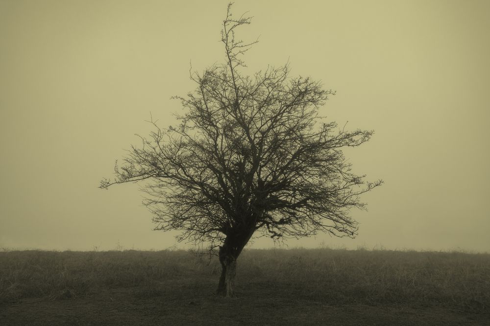 Photograph by U F