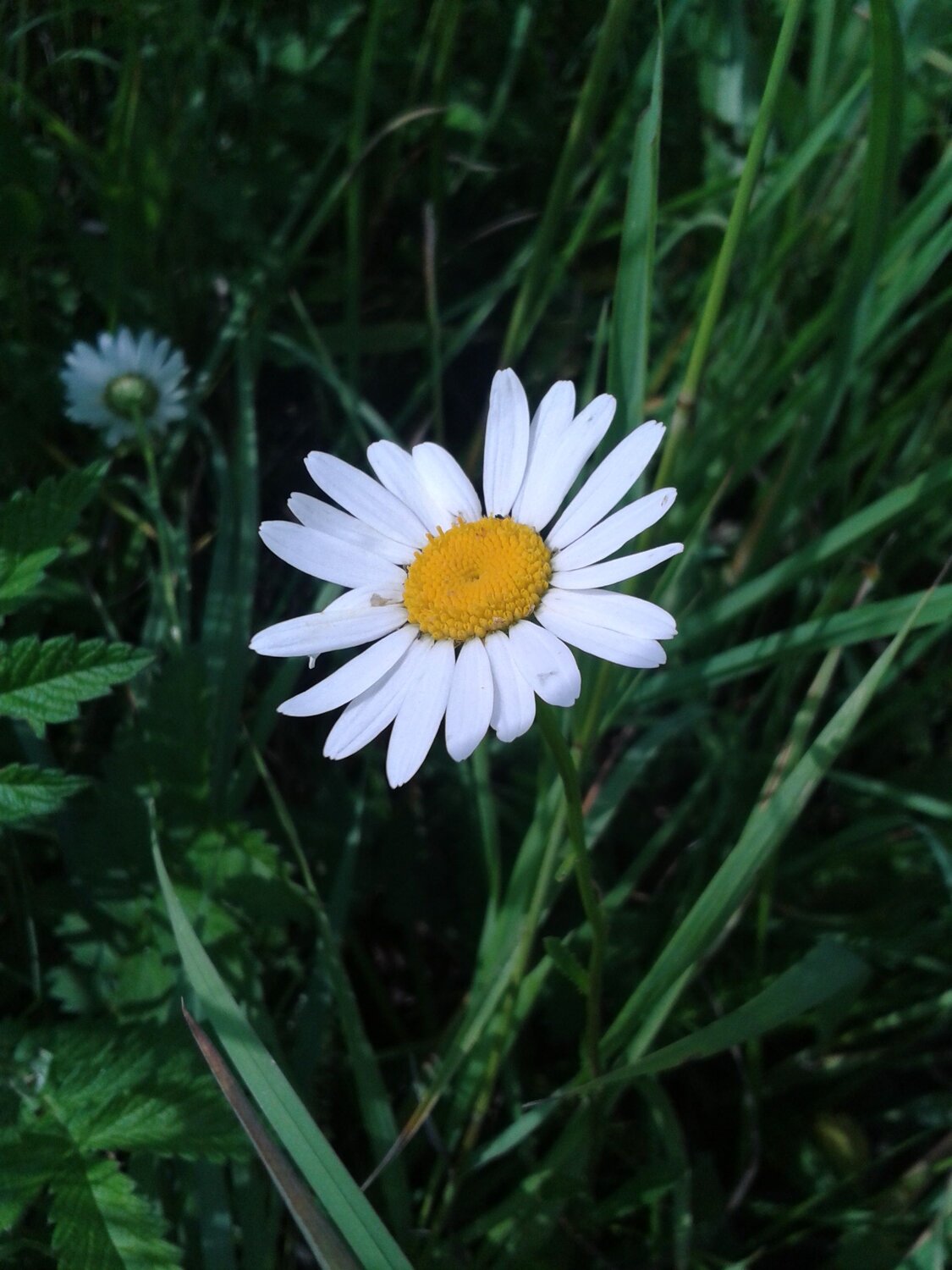 Photo #7457267