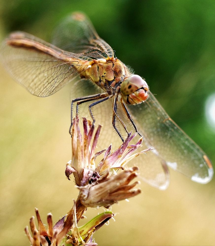 Photograph by Алла