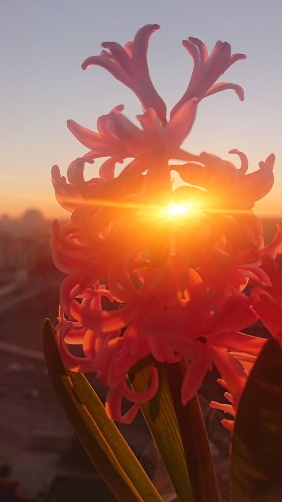 Фотография автора Анна Голубева