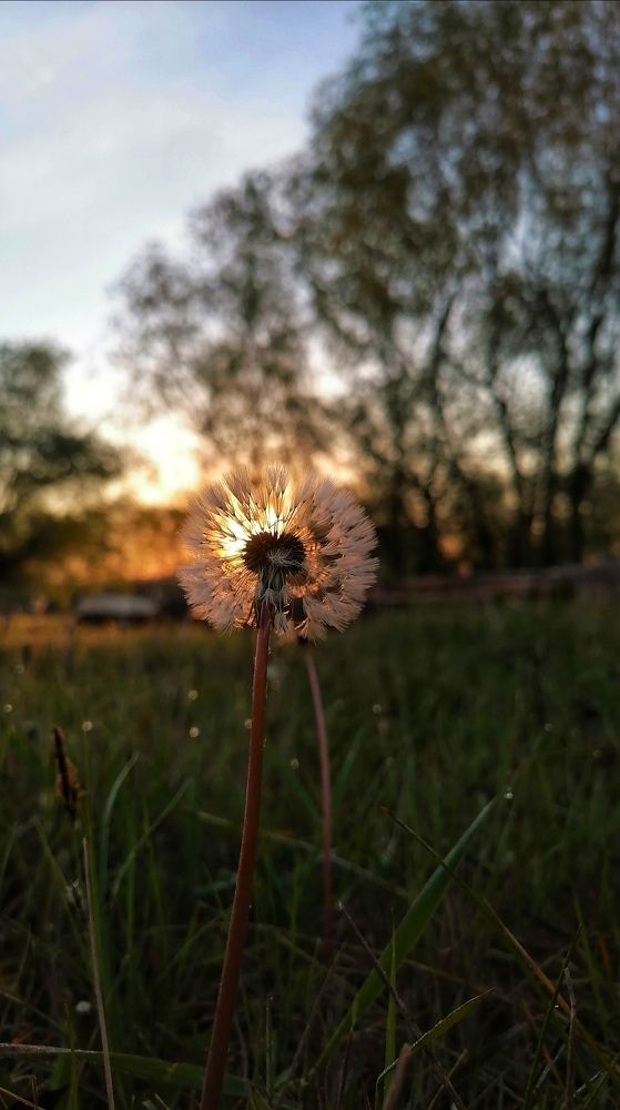 magic dandelion