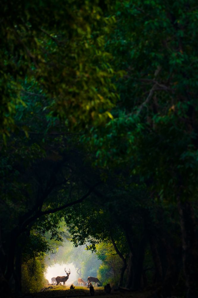 Wilderness ❤️Spotted Deer