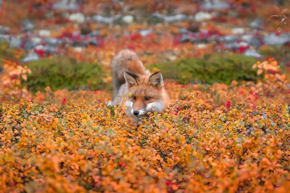 Photograph by Наталья Ермохина