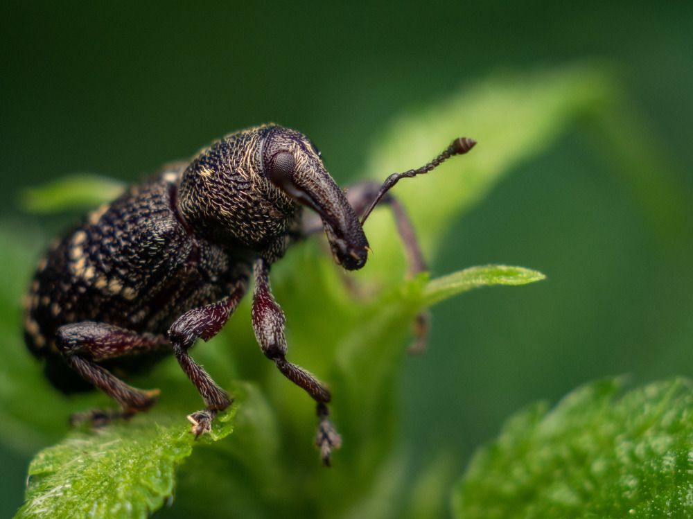 Долгоносик