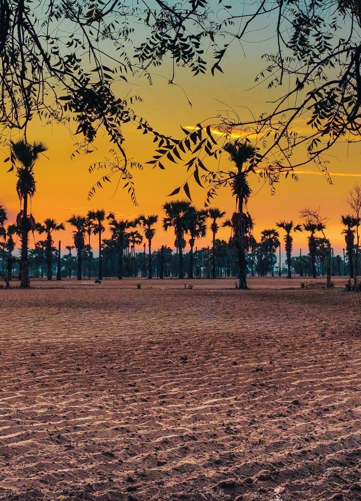 Traditional beer(sky beer) forest & evening