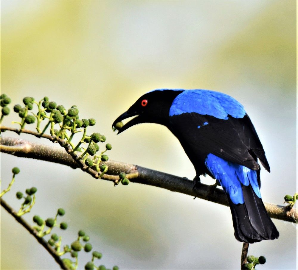 Photograph by Kushal Sharma