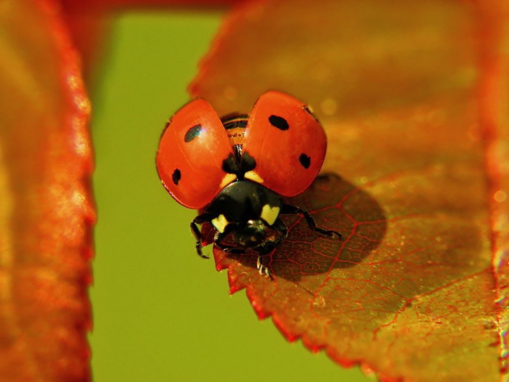 Фотография автора Mahdi Mohammadi