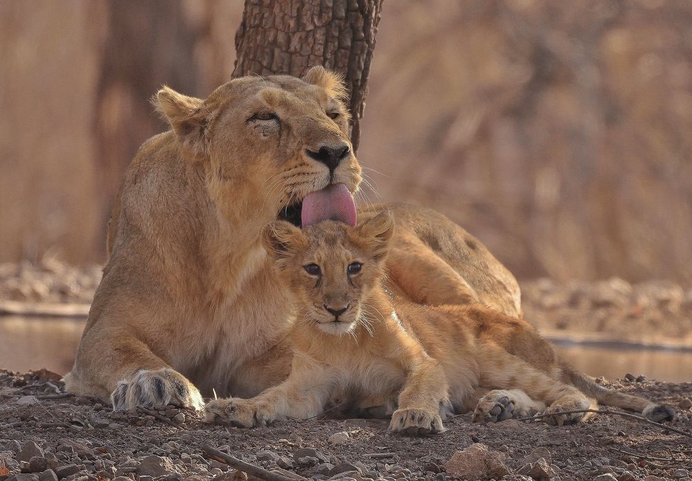 Photograph by ronak vora