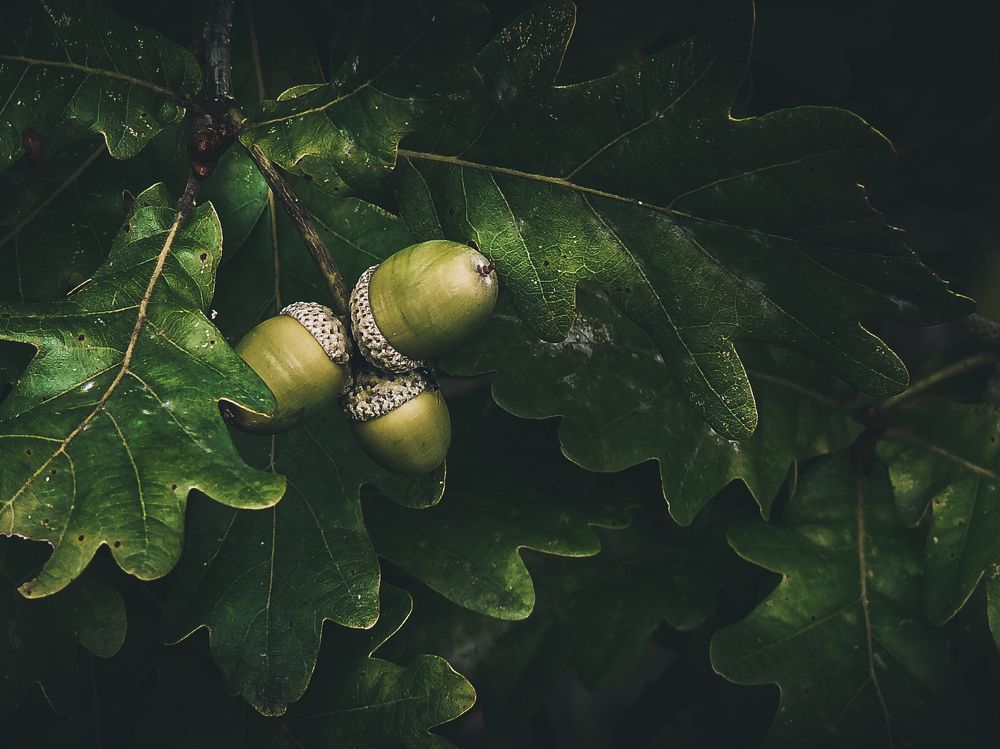 Фотография автора Светлана Кузьмина