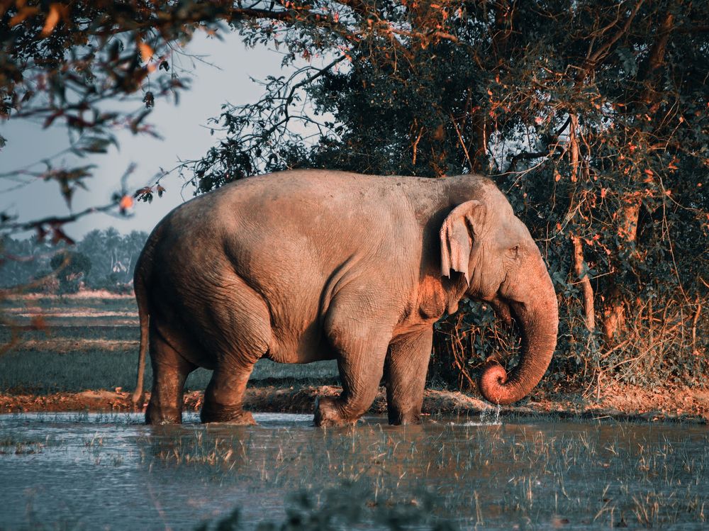 Photograph by Mohamed Aashik Mohamed Caseem