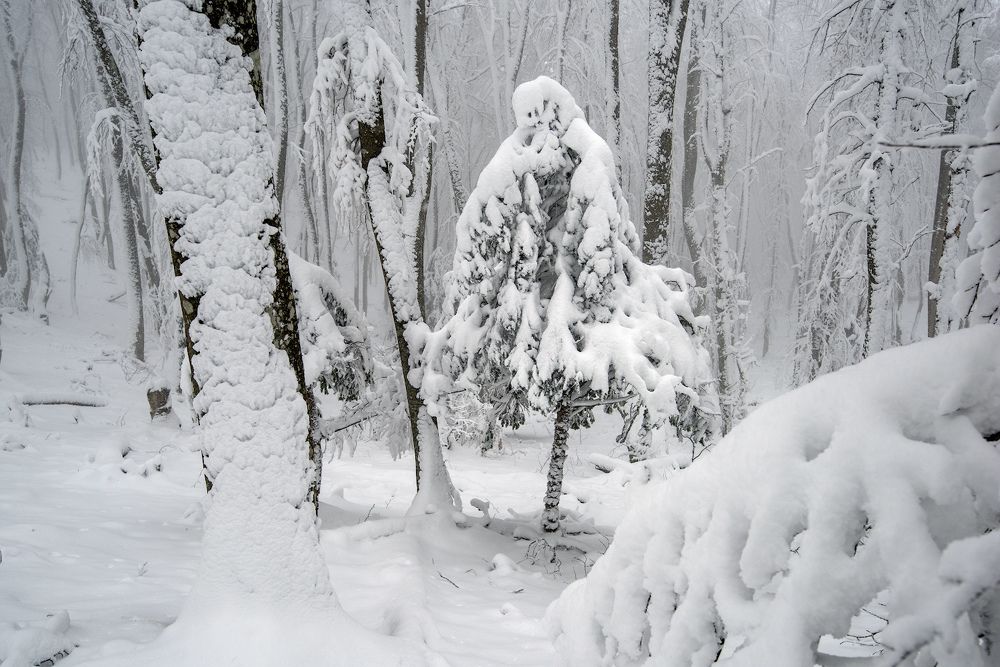 Photograph by Андрей Гусаченко