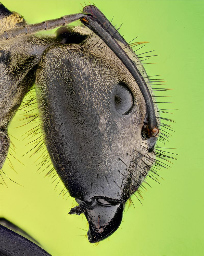 Portrait to ant in extreme macro