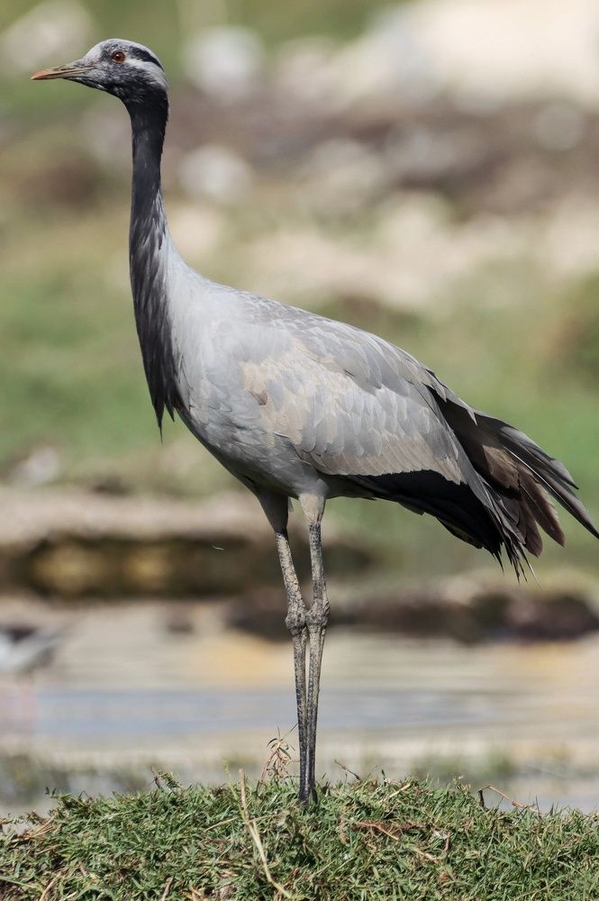 Photograph by Sugha Bapodara