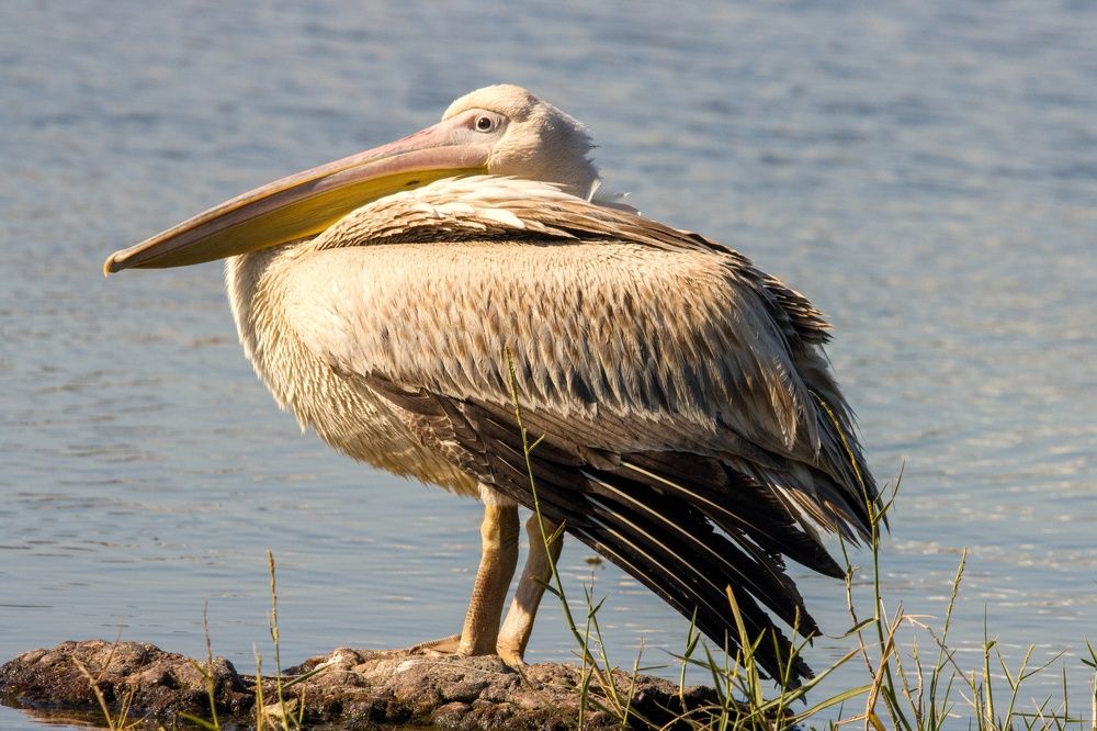 Photograph by Sugha Bapodara