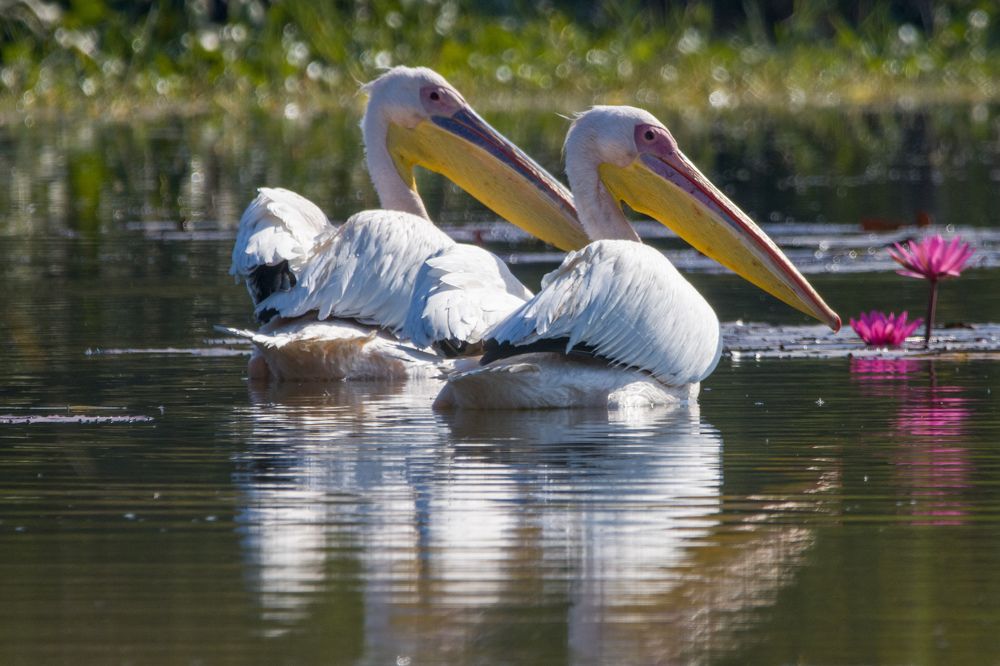 Photograph by Sugha Bapodara